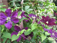 457b6321-Picture 797.jpg